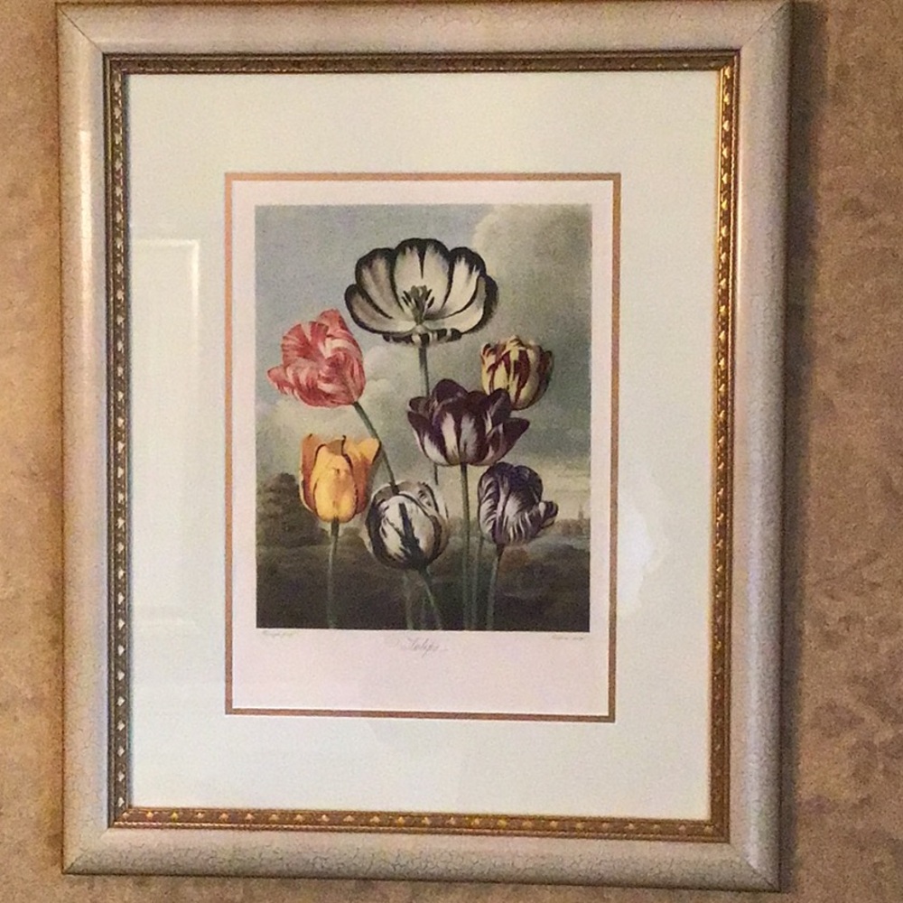 Framed Original bookplate Engraved Etching 1800’s Earlom’s “Tulips”